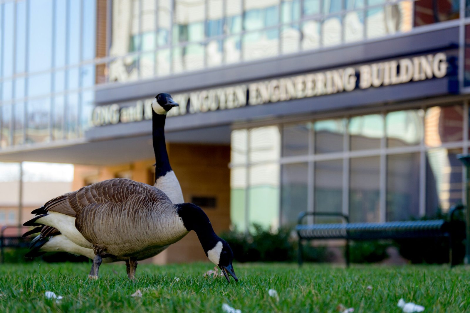 a goose standing in the grass in front of a building