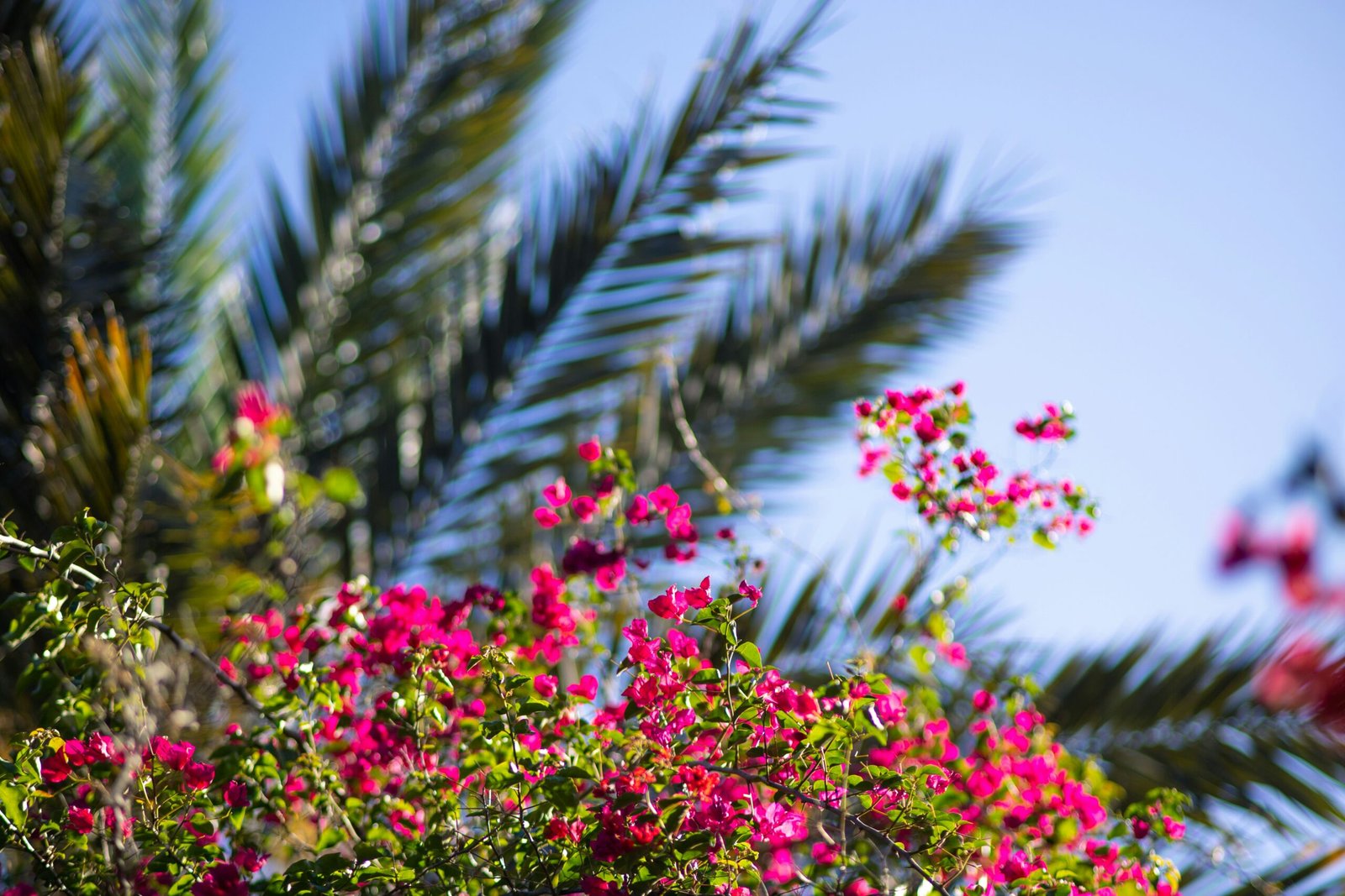 a group of flowers