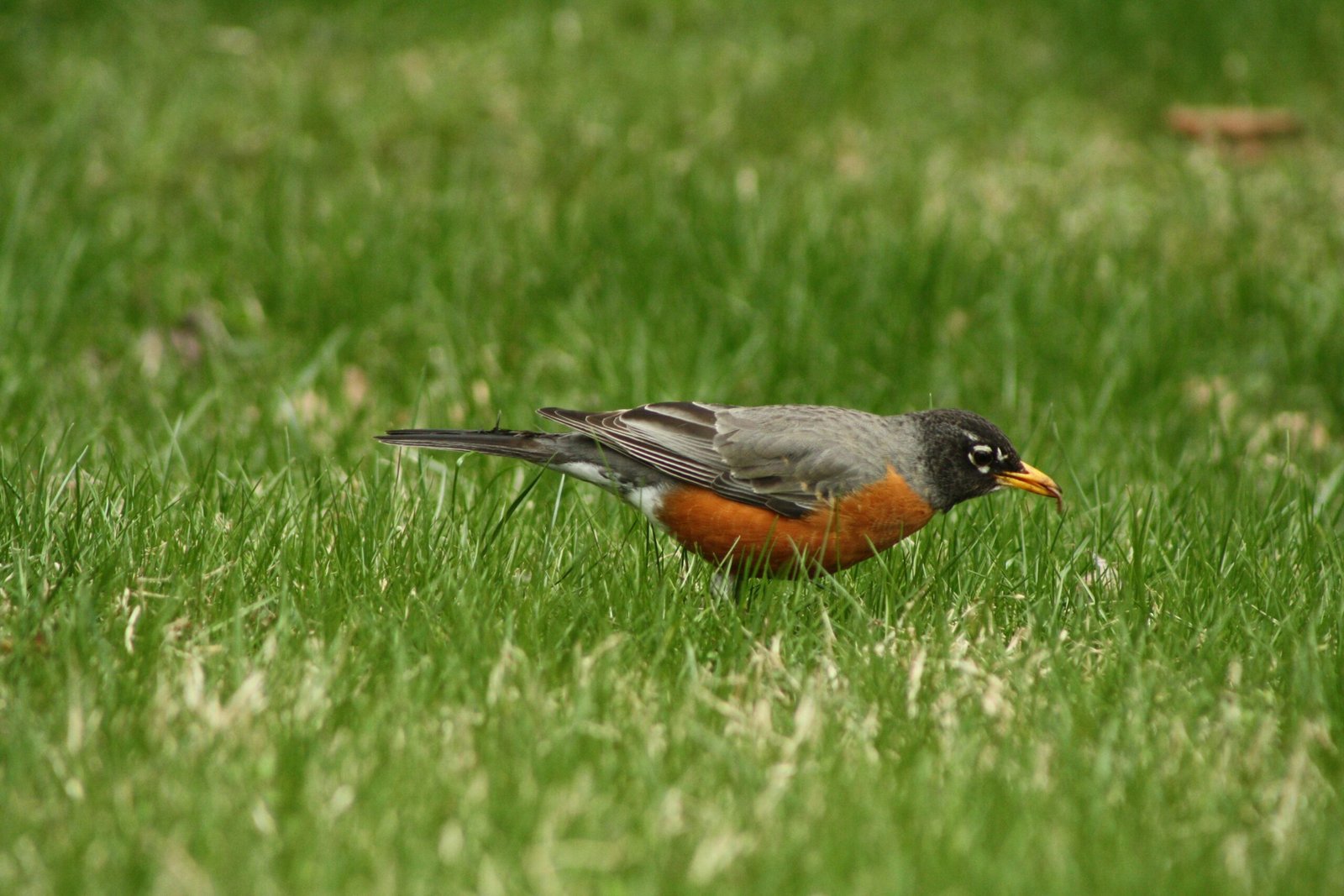 black and brown bird on green grass during daytime